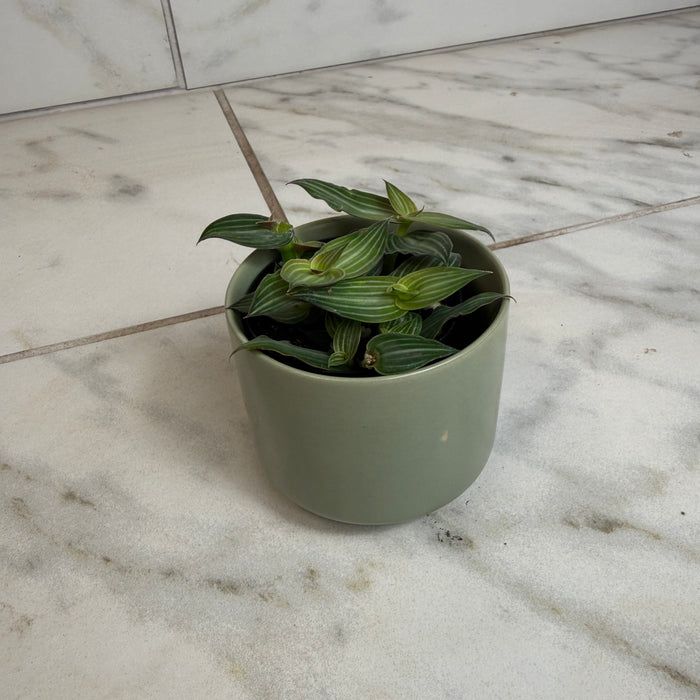 The Plant Farm® Houseplants Callisia Elegans, 2" Plant