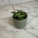 The Plant Farm® Houseplants Callisia Elegans, 2" Plant