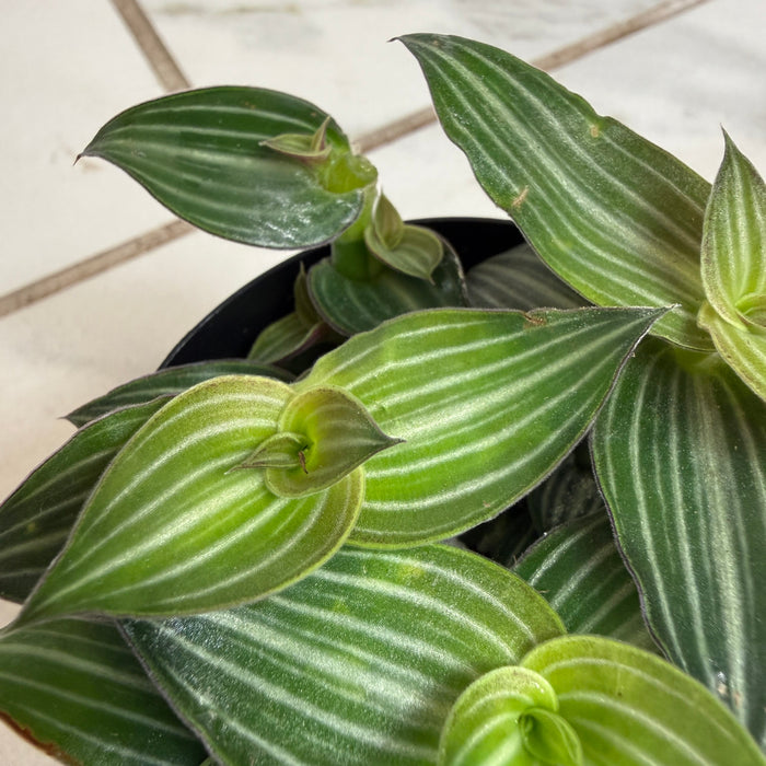 The Plant Farm® Houseplants Callisia Elegans, 2" Plant