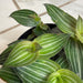 The Plant Farm® Houseplants Callisia Elegans, 2" Plant