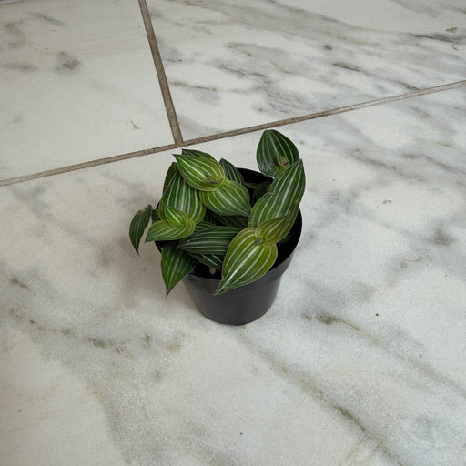 The Plant Farm® Houseplants Callisia Elegans, 2" Plant