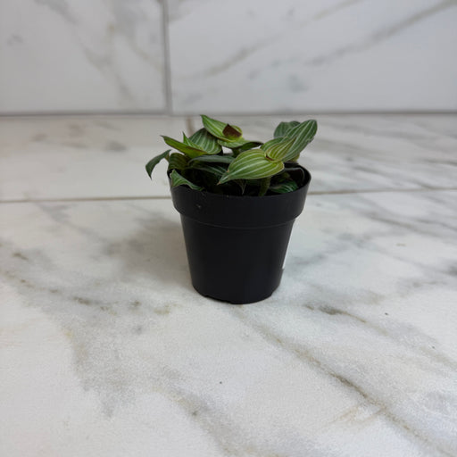 The Plant Farm® Houseplants Callisia Elegans, 2" Plant