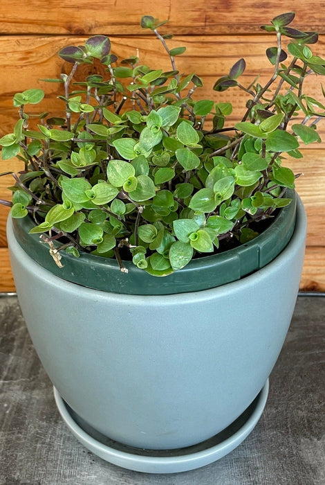 The Plant Farm® Houseplants Callisia repens, 6" Plant