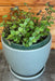 The Plant Farm® Houseplants Callisia repens, 6" Plant