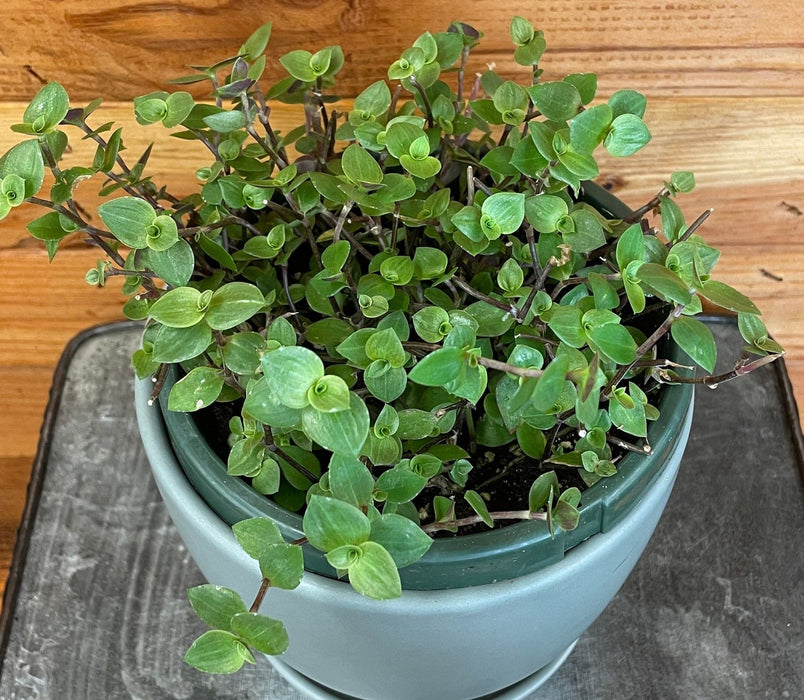 The Plant Farm® Houseplants Callisia repens, 6" Plant