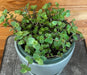 The Plant Farm® Houseplants Callisia repens, 6" Plant