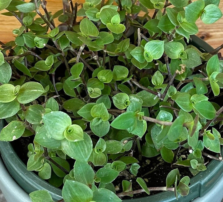 The Plant Farm® Houseplants Callisia repens, 6" Plant