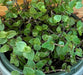 The Plant Farm® Houseplants Callisia repens, 6" Plant