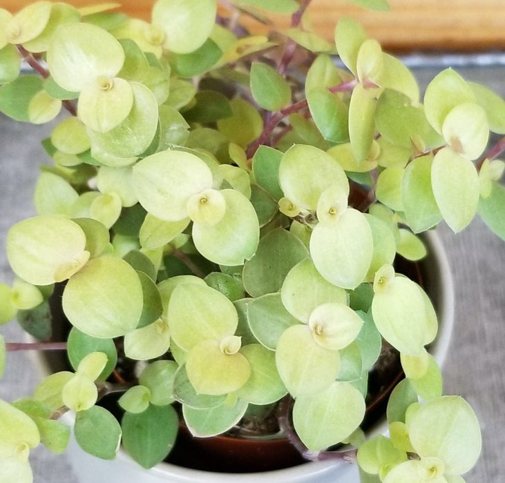 The Plant Farm® Houseplants Callisia Repens Gold Form, 2" Plant