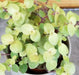 The Plant Farm® Houseplants Callisia Repens Gold Form, 2" Plant