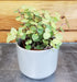 The Plant Farm® Houseplants Callisia Repens Gold Form, 2" Plant