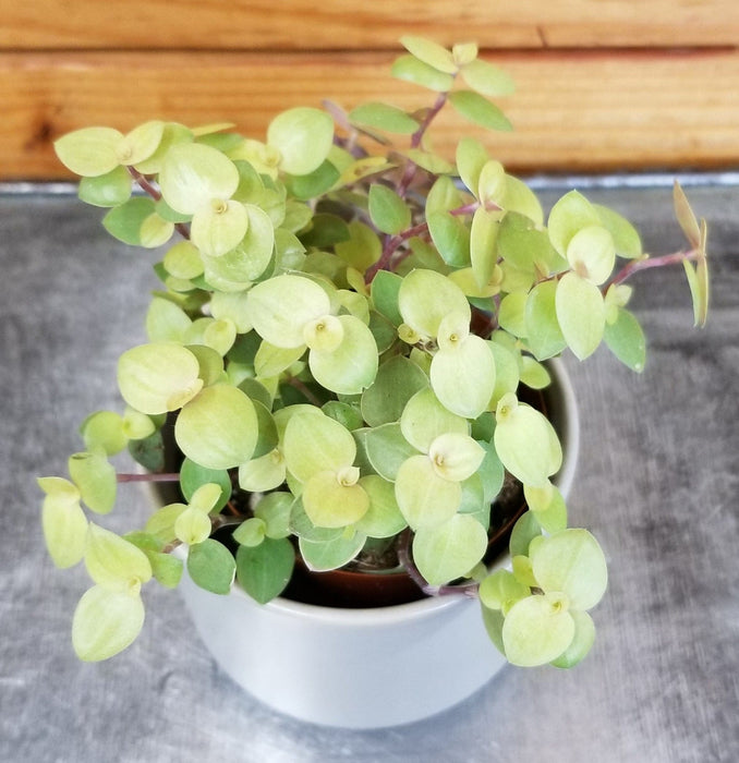 The Plant Farm® Houseplants Callisia Repens Gold Form, 2" Plant