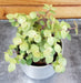 The Plant Farm® Houseplants Callisia Repens Gold Form, 2" Plant
