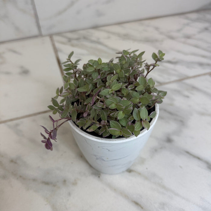 The Plant Farm® Houseplants Callisia Repens Pink Lady, 4" Plant