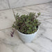 The Plant Farm® Houseplants Callisia Repens Pink Lady, 4" Plant