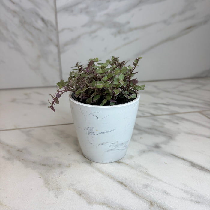 The Plant Farm® Houseplants Callisia Repens Pink Lady, 4" Plant