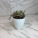 The Plant Farm® Houseplants Callisia Repens Pink Lady, 4" Plant
