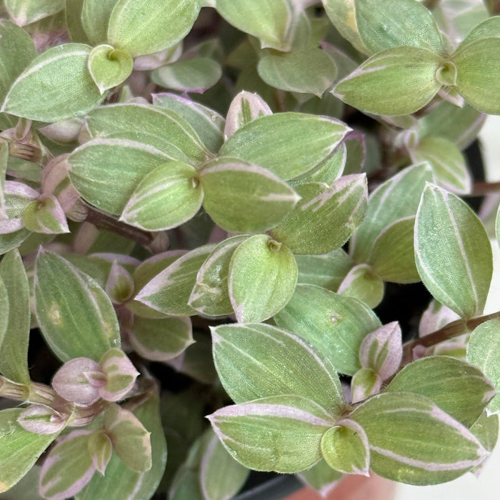 The Plant Farm® Houseplants Callisia Repens Pink Lady, 4" Plant