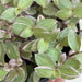 The Plant Farm® Houseplants Callisia Repens Pink Lady, 4" Plant