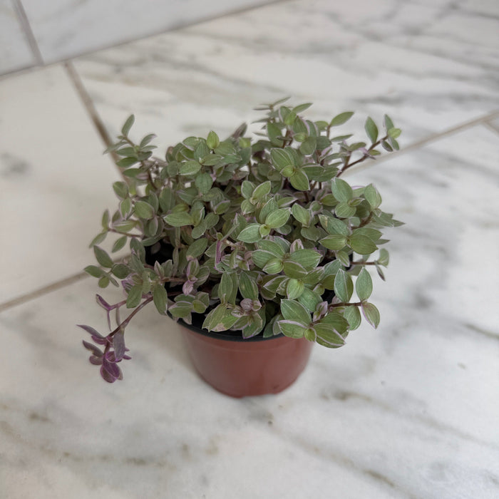 The Plant Farm® Houseplants Callisia Repens Pink Lady, 4" Plant