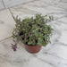 The Plant Farm® Houseplants Callisia Repens Pink Lady, 4" Plant