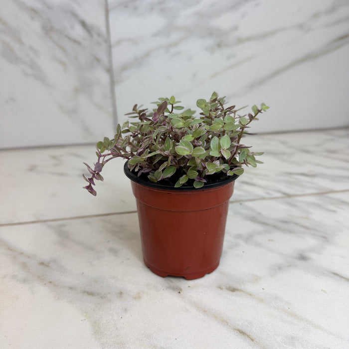 The Plant Farm® Houseplants Callisia Repens Pink Lady, 4" Plant