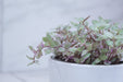 The Plant Farm® Houseplants Callisia Repens Pink Lady, 4" Plant