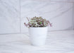The Plant Farm® Houseplants Callisia Repens Pink Lady, 4" Plant