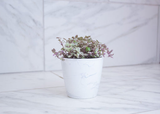 The Plant Farm® Houseplants Callisia Repens Pink Lady, 4" Plant