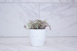 The Plant Farm® Houseplants Callisia Repens Pink Lady, 4" Plant