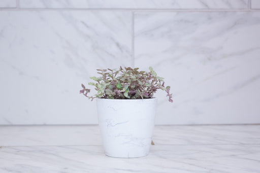 The Plant Farm® Houseplants Callisia Repens Pink Lady, 4" Plant