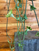 The Plant Farm® Houseplants Ceropegia Sandersonii, 4" Plant