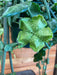 The Plant Farm® Houseplants Ceropegia Sandersonii, 4" Plant