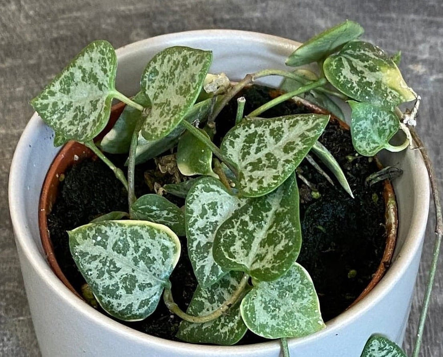 The Plant Farm® Houseplants Ceropegia Woodii String of Arrows, 2" Plant