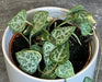 The Plant Farm® Houseplants Ceropegia Woodii String of Arrows, 2" Plant