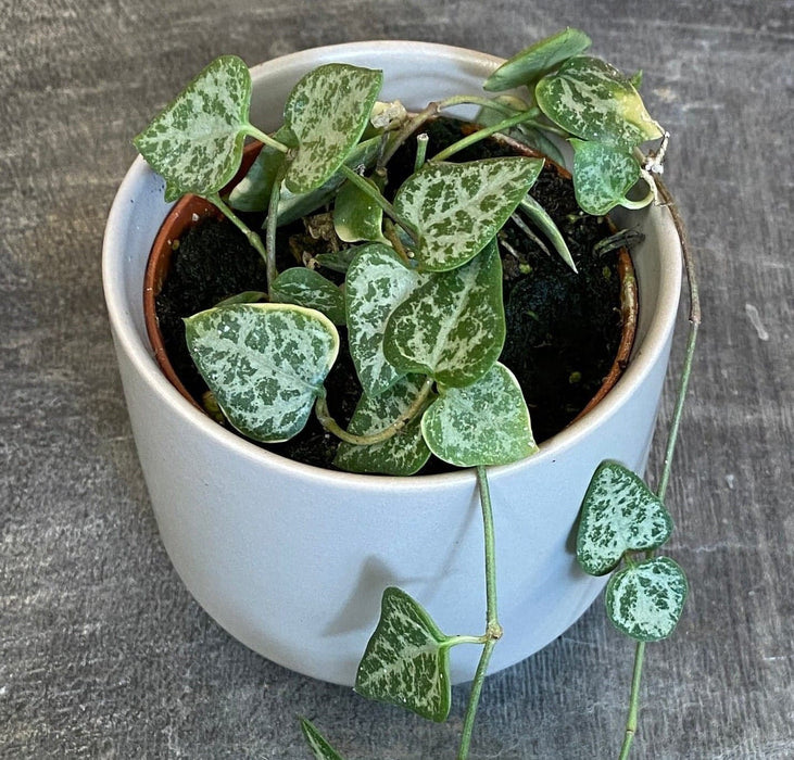 The Plant Farm® Houseplants Ceropegia Woodii String of Arrows, 2" Plant