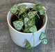 The Plant Farm® Houseplants Ceropegia Woodii String of Arrows, 2" Plant
