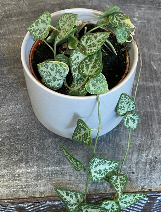 The Plant Farm® Houseplants Ceropegia Woodii String of Arrows, 2" Plant