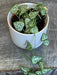 The Plant Farm® Houseplants Ceropegia Woodii String of Arrows, 2" Plant