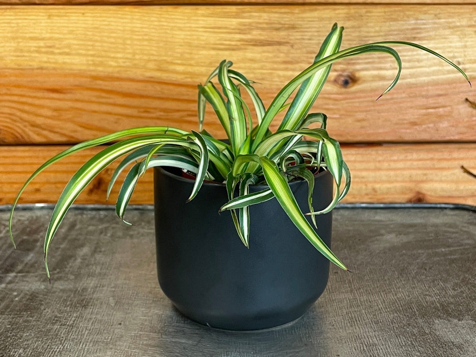The Plant Farm® Houseplants Chlorophytum Atlantic Spider, 2" Plant