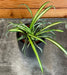 The Plant Farm® Houseplants Chlorophytum Atlantic Spider, 2" Plant