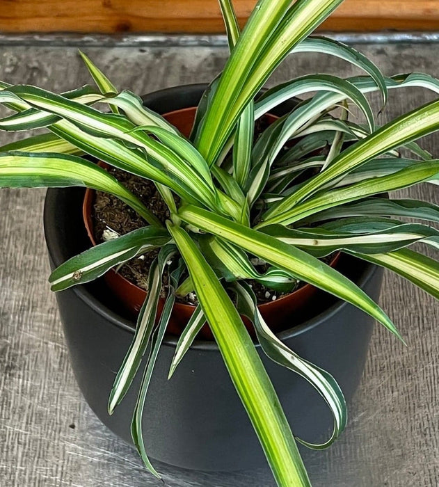 The Plant Farm® Houseplants Chlorophytum Atlantic Spider, 2" Plant