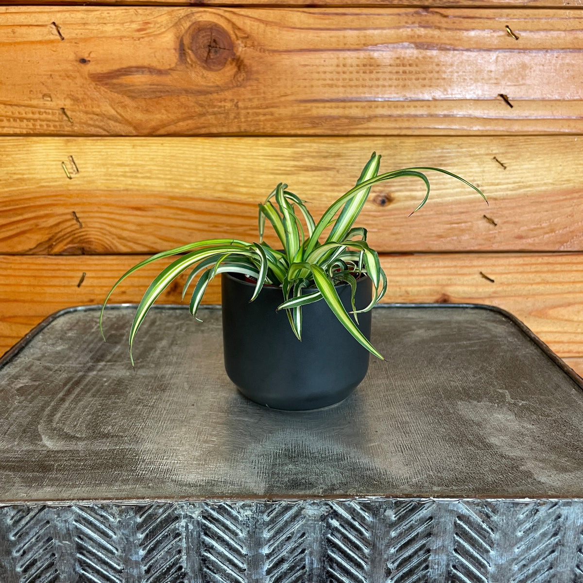 Chlorophytum Atlantic Spider, 2