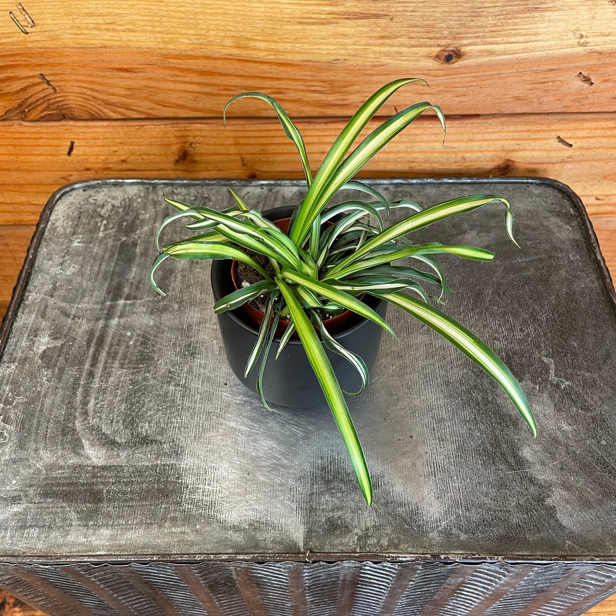 Chlorophytum Atlantic Spider, 2
