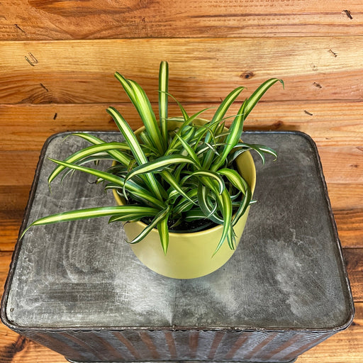 The Plant Farm® Houseplants Chlorophytum Atlantic Spider, 4" Plant