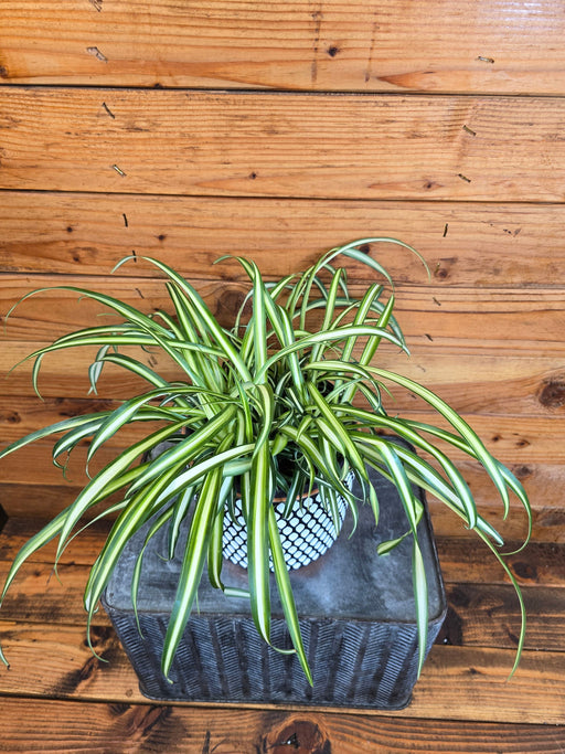 The Plant Farm® Houseplants Chlorophytum Atlantic Spider, 6" Plant