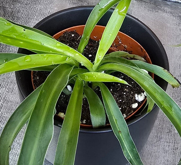The Plant Farm® Houseplants Chlorophytum Bonnie Green Spider, 2" Plant