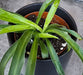 The Plant Farm® Houseplants Chlorophytum Bonnie Green Spider, 2" Plant