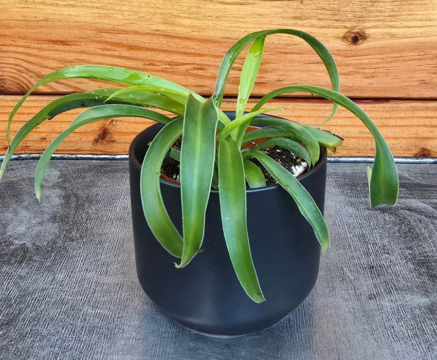 The Plant Farm® Houseplants Chlorophytum Bonnie Green Spider, 2" Plant