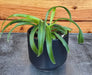 The Plant Farm® Houseplants Chlorophytum Bonnie Green Spider, 2" Plant